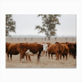 Fall Cattle Ranch Canvas Print