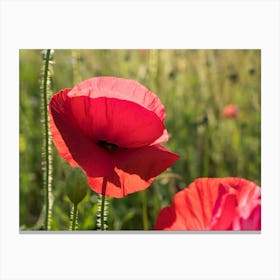 Red poppy blossom in the sunlight Canvas Print