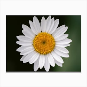 White daisy in spotlights | Nature Photography | Minimal Art Canvas Print