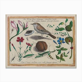 Summer Brings Forth Flowers, And Clothes The Earth With Green Grass, Giving Song To The Birds And Beauty To The Trees (1592), Joris Hoefnagel Canvas Print
