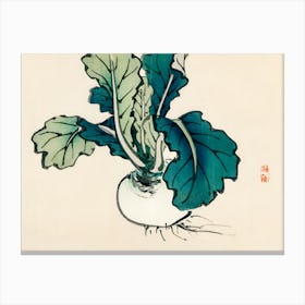 Radish Canvas Print