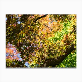 Treetops with colourful leaves in the autumn forest Canvas Print