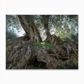 In the shade of the olive tree Canvas Print