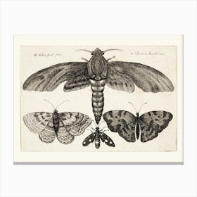 Vintage Moths Canvas Print