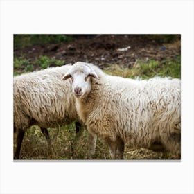 Two Sheep In A Field Canvas Print