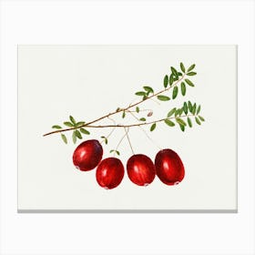 Pomegranate 7 Canvas Print