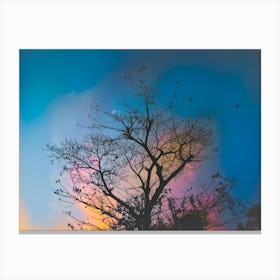 Sunset Tree 1 Canvas Print