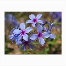 Creeping Phlox Flowers Canvas Print