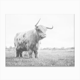 Bull Cow Canvas Print