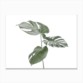 Monstera Leaves Canvas Print