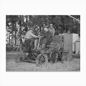 Salinas, California, Intercontinental Rubber Producers, Mower Which Cuts Off Tops Of Guayule Seedlings In Nurser Canvas Print