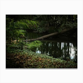 Fallen Tree In Forest Pond // Nature Photography 1 Canvas Print