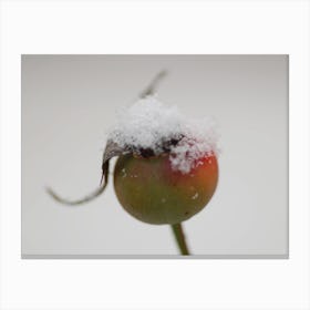 Snow On A Bud Canvas Print