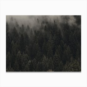 Misty Evergreen Forest Canvas Print