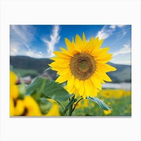 Sunflower In The Field Canvas Print