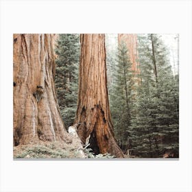 California Redwoods Canvas Print