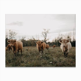 Highland Cows At Sunset Canvas Print