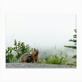 Little Chipmunk Canvas Print