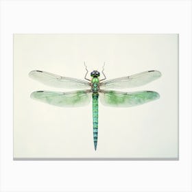 Dragonfly Common Green Darner Anax Juni Illustration 7 Canvas Print