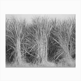 Sugarcane Primed For Cutting Near New Iberia, Louisiana By Russell Lee Canvas Print