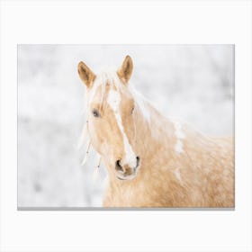 Palomino Horse In Winter Canvas Print