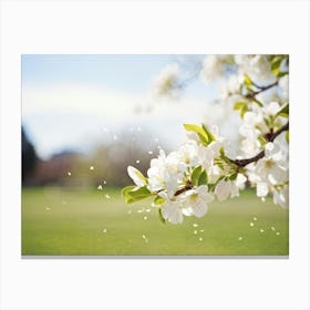 Blossoming Apple Tree 1 Canvas Print