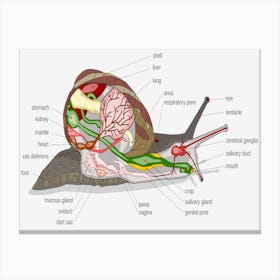 Snail Anatomy Canvas Print