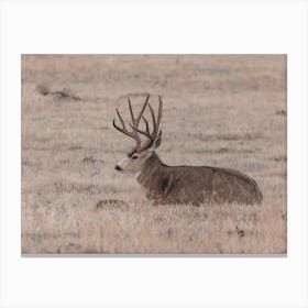 Mule Deer Resting Canvas Print