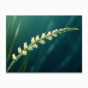 Flowering Grass Canvas Print