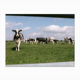 Dutch Cows in the meadow | The Netherlands Canvas Print