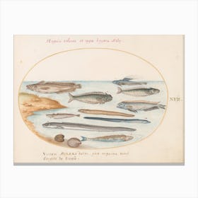 Aquatic And Shellfish Animals, Joris Hoefnagel (11) Canvas Print
