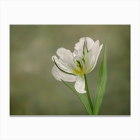 White Tulip in Bloom Canvas Print