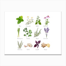 Organic Herbs Canvas Print