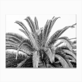 Black and white palmtree in Spain - nature and travel photography by Christa Stroo Photography Canvas Print