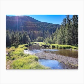 Moose In A Stream Canvas Print