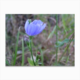 Blue Fescue Canvas Print