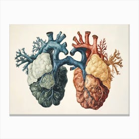 Anatomy Of The Human Heart 1 Canvas Print