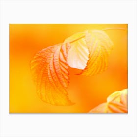 Autumn yellow leaves as close up Canvas Print