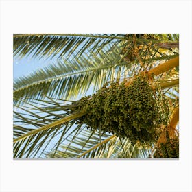 Date palm with green fruits Canvas Print