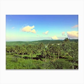 Palm Trees In Santa Cruz De Tenerife, Canary Islands (Spain Series) Canvas Print