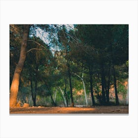 Low Angle View Of Pine Tree Forest At Sunset Light Time Canvas Print