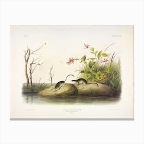 American Marsh Shrew, John James Audubon Canvas Print