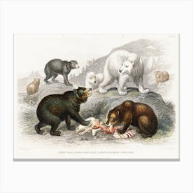 Grisly Bear, European Brown Bear ,American Black Bear, Polar Bear, Oliver Goldsmith Canvas Print