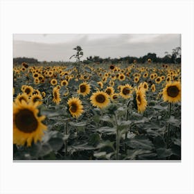 Sunflower Skies Canvas Print