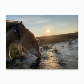 Dog Drinking Water Canvas Print