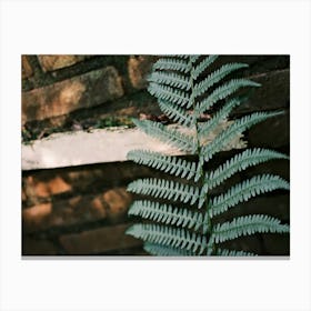 A Fern Against An Old Brick Wall // Nature Photography Canvas Print