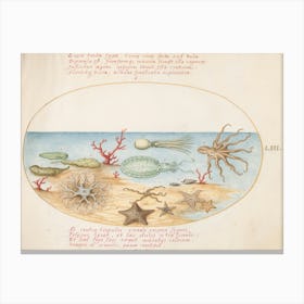 Animalia Aqvatilia et Cochiliata (c. 1575-1580), Joris Hoefnagel 1 Canvas Print