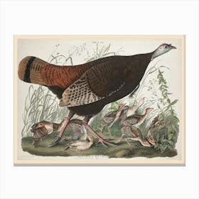 Great American Hen And Young, Birds Of America, John James Audubon Canvas Print