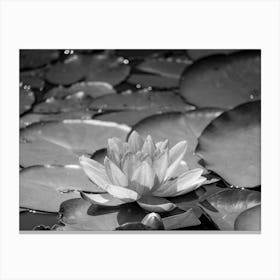 Water Lily 1 Leinwandbild