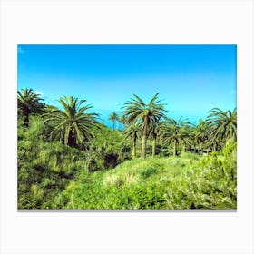 Palm Trees On Santa Cruz De Tenerife, Canary Islands (Spain Series) Canvas Print